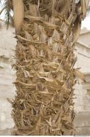 Photo Texture of Palm Bark 0006